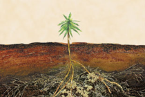 mycorrhizal fungi products- norcal ag services - serving northern and central california
