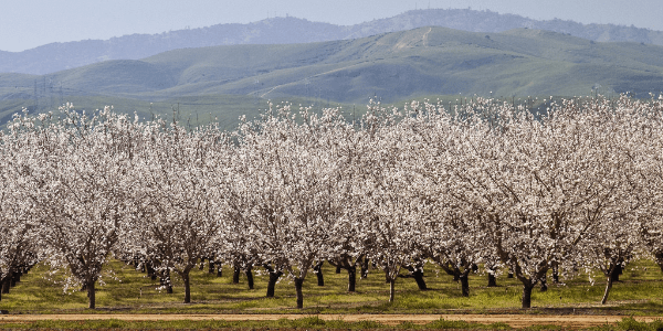 remove-roundup-orchard remove-roundup-orchard - serving central and northern california - norcal ag services