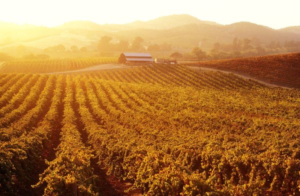 remove-roundup-vineyard remove-roundup-vineyard - serving northern and central california - norcal ag services
