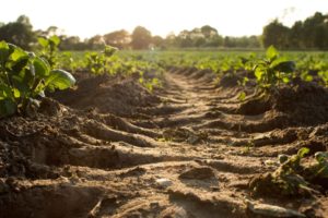 soil health and limestone | norcal ag service serving northern and central california