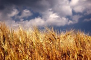 Field of wheat and blue sky with clouds