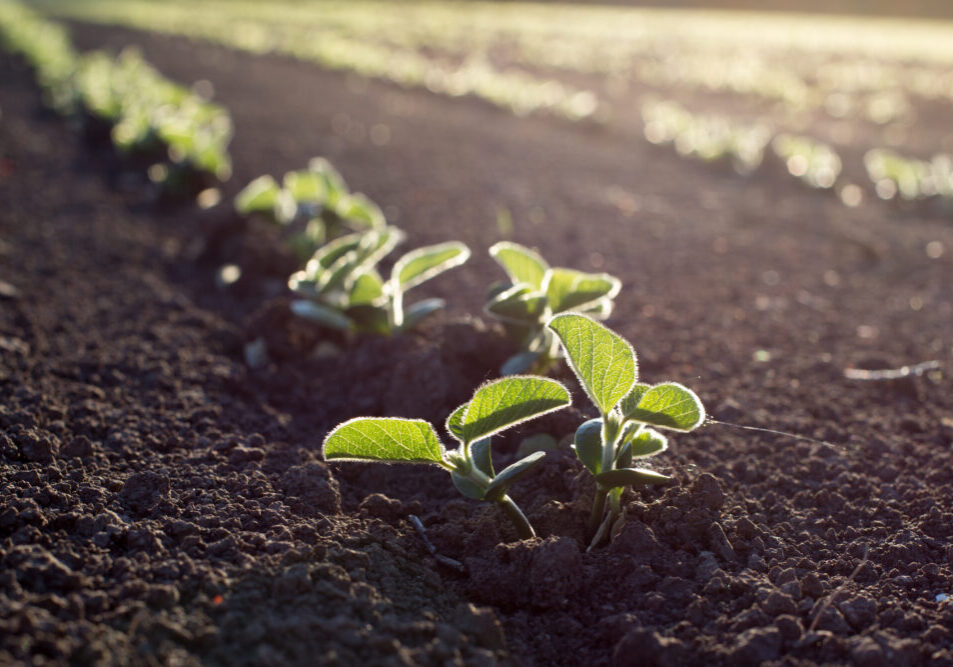 soybean seedlings sprouting out of a field in the morning light